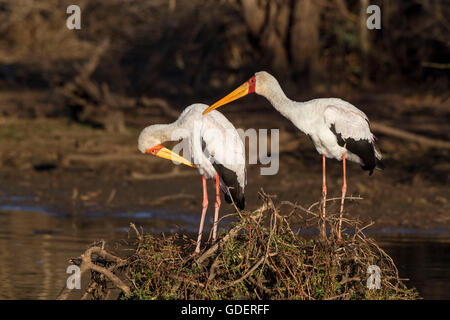 Gelb-billed Störche, Krüger Nationalpark, Südafrika / (Mycteria Ibis) Stockfoto