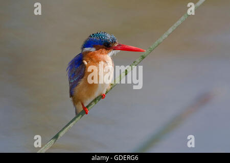 Malachit-Eisvogel, Krüger Nationalpark, Südafrika / (Alcedo Cristata) Stockfoto