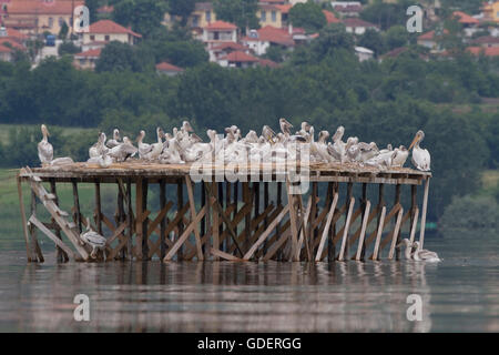 Dalmatinische Pelikane, Kerkini-See, Griechenland / (Pelecanus Crispus) / Verschachtelung Kolonie Stockfoto