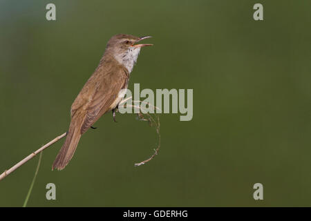 Drosselrohrsänger, Griechenland / (Acrocephalus Arundinaceus) Stockfoto