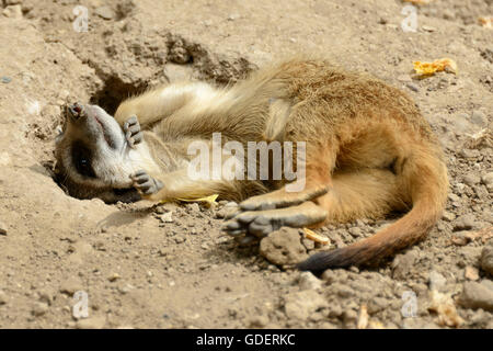 Erdmännchen / (Suricata Suricatta) Stockfoto