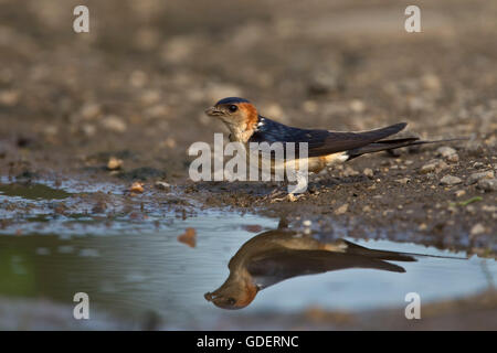 Rot-rumped Schwalbe sammeln Nistmaterial, Bulgarien / (Hirundo Daurica) / Seite Stockfoto