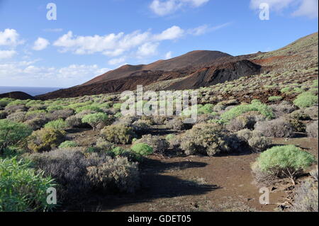 Kandelaber Baum, El Hierro, Kanarische Inseln, Spanien / (Euphorbia Kandelaber) Stockfoto