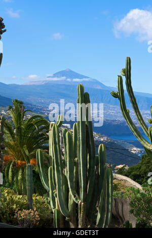 Botanischer Garten in El Sauzal, Berg Teide, Teneriffa, Kanarische Inseln, Spanien Stockfoto