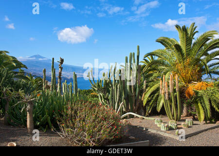 Botanischer Garten in El Sauzal, Berg Teide, Teneriffa, Kanarische Inseln, Spanien Stockfoto