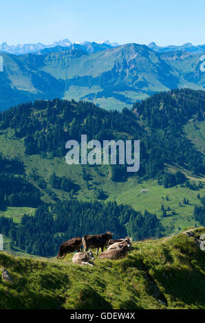 Kühe in der Nähe von Oberstaufen, Allgäu, Bayern, Deutschland Stockfoto