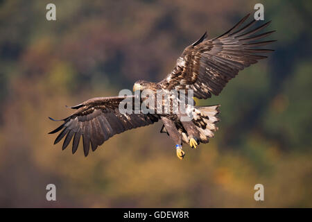 Seeadler, Jugendkriminalität, Polen / (Haliaeetus Horste) / beringt Stockfoto