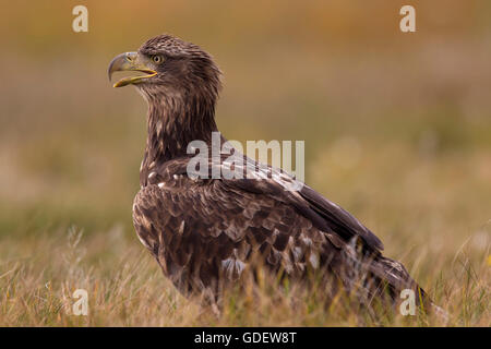 Seeadler, Jugendkriminalität, Polen / (Haliaeetus Horste) Stockfoto