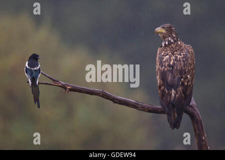 Seeadler, Juvenile und Elster, in Regen, Polen / (Haliaeetus Horste) (Pica Pica) Stockfoto