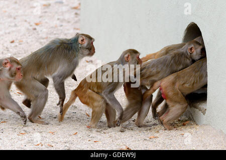 Rhesusaffen, ins Tierheim, Zoo / (Macaca Mulatta) Stockfoto