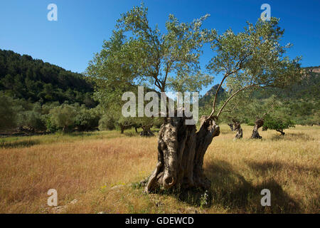 Alten Olive Bäume, Mallorca, Balearen, Spanien Stockfoto