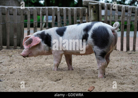 Bentheimer Schwein, Tierpark Nordhorn, Nordhorn, Niedersachsen ...