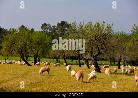 Inländische Schafe auf der Weide, Sineu, Mallorca, Spanien Stockfoto