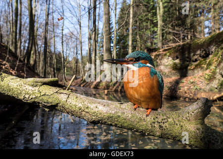 Fluss Kingfisher, Weiblich, North Rhine-Westphalia, Deutschland / (Alcedo Atthis) Stockfoto