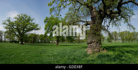 Alten Eichen, in der Nähe von Beberbeck, Hessen, Deutschland Stockfoto