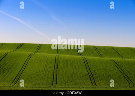 Feld, Winterweizen, Baden-Württemberg, Deutschland Stockfoto