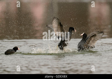 Blässhühner, Fulicia Atra, Deutschland Stockfoto