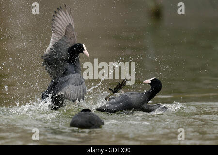 Blässhühner, Fulicia Atra, Deutschland Stockfoto