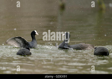 Blässhühner, Fulicia Atra, Deutschland Stockfoto