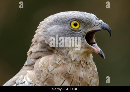 Westlichen Wespenbussard Pernis Apivorus, Gefangenschaft Stockfoto