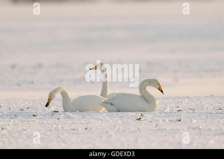 Whooper Schwäne, Mecklenburg-Vorpommern Pommern, Deutschland / (Cygnus Cygnus) Stockfoto