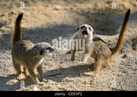 Suricata Suricatta Suricate, in Gefangenschaft, Deutschland Stockfoto