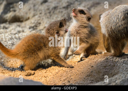 Suricata Suricatta Suricate, in Gefangenschaft, Deutschland Stockfoto