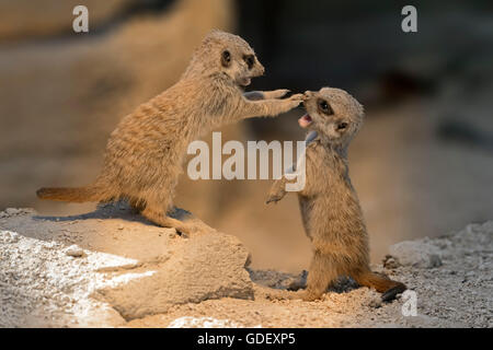 Suricata Suricatta Suricate, in Gefangenschaft, Deutschland Stockfoto