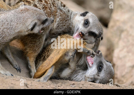 Suricata Suricatta Suricate, in Gefangenschaft, Deutschland Stockfoto