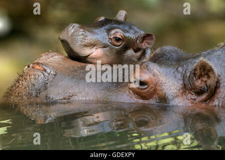 Nilpferd, Hippopotamus Amphibius, in Gefangenschaft, Schwiss Stockfoto