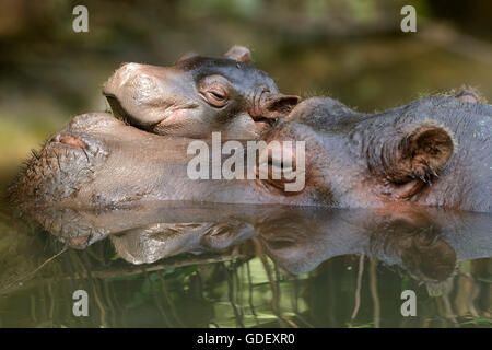 Nilpferd, Hippopotamus Amphibius, in Gefangenschaft, Schwiss Stockfoto