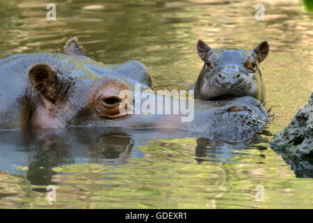 Nilpferd, Hippopotamus Amphibius, in Gefangenschaft, Schwiss Stockfoto