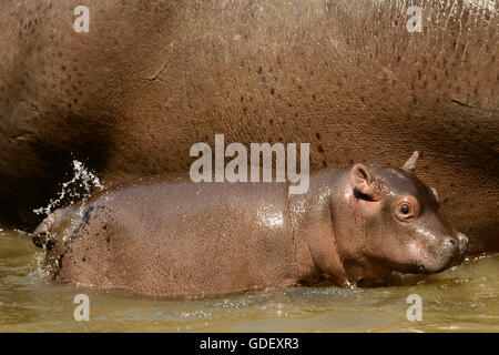 Nilpferd, Hippopotamus Amphibius, in Gefangenschaft, Schwiss Stockfoto