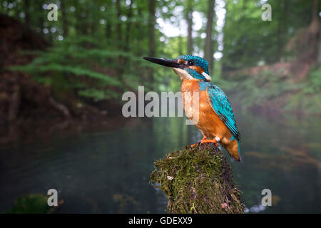 Eisvogel, Maennchen Auf der Sitzwarte Beringt, Schloss Holte-Stukenbrock, NRW, Deutschland Stockfoto