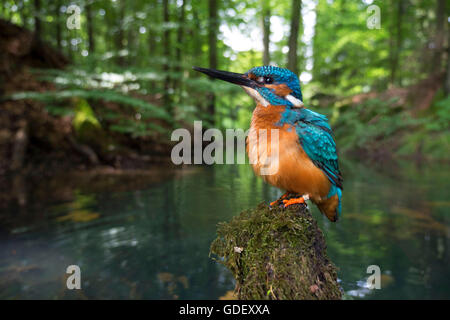 Eisvogel, Maennchen Auf der Sitzwarte Beringt, Schloss Holte-Stukenbrock, NRW, Deutschland Stockfoto