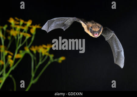 Zwergfledermaus Im Flug, Sennestadt, NRW, Deutschland Stockfoto