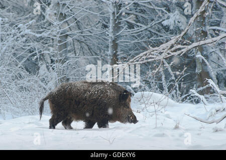 Wildschwein-Keiler Im Winter, NSG Furlbachtal, Senne, NRW, Deutschland Stockfoto