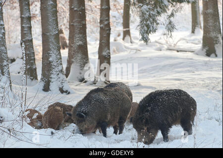 Wildschweinbache Mit Frischlingen Im Winter Auf Nahrungssuche, NSG Furlbachtal, Senne, NRW, Deutschland Stockfoto