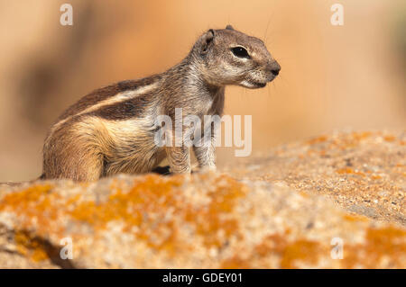 Barbary Grundeichhörnchen, (Atlantoxerus Getulus) Wildtiere, Kanarische Inseln, Fuerteventura Stockfoto