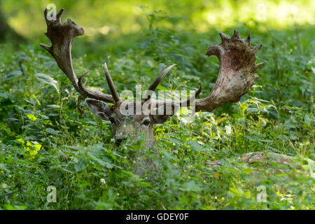 Dybowski-Hirsch (Cervus Nippon Hortulorum), Gefangenschaft, Deutschland Stockfoto