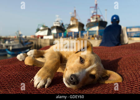 Marokko, Afrika, junger Hund in Habor Essaouira Stockfoto