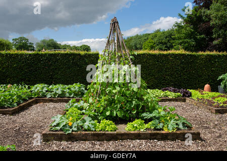 Phaseolus Coccineus, bekannt als Runner Bean, Scarlet Runner Bean oder mehrblütig Bohne ist eine Pflanze in der Leguminosen oder Fabaceae Familie. Stockfoto