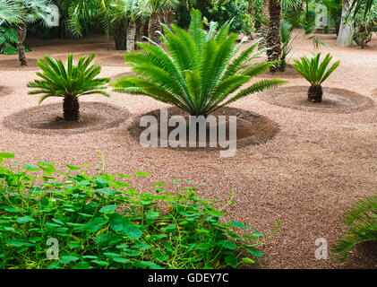 Marokko, Afrika, Botanischer Garten Jardin Majorelle Marrakech Stockfoto