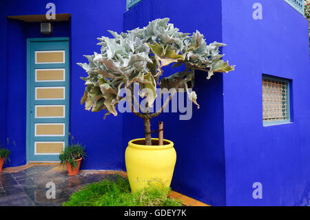Marokko, Afrika, Botanischer Garten Jardin Majorelle Marrakech Stockfoto