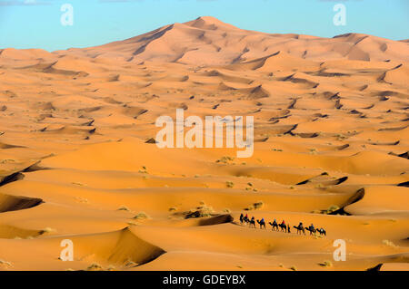 Marokko, Afrika, Kamele, Wüste Erg Chebbi, Dünen, Stockfoto