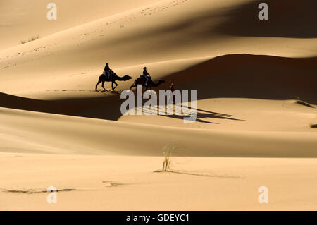 Marokko, Afrika, Kamele, Wüste Erg Chebbi, Dünen, Stockfoto