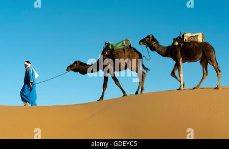 Marokko, Afrika, Kamele, Wüste Erg Chebbi, Dünen, Stockfoto