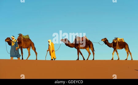 Marokko, Afrika, Kamele, Wüste Erg Chebbi, Dünen, Stockfoto