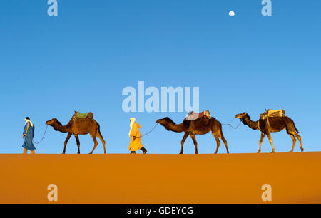 Marokko, Afrika, Kamele, Wüste Erg Chebbi, Dünen, Stockfoto