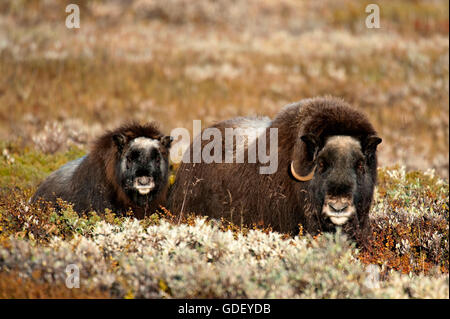 Moschusochsen, (Ovibos Moschatus), Herbst, Norwegen Dovrefjell Nationalpark Stockfoto